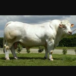 Meet your Posher, Adrian